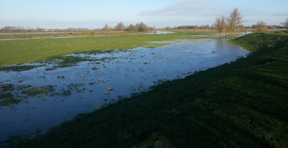 Marshland