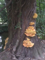Fungus