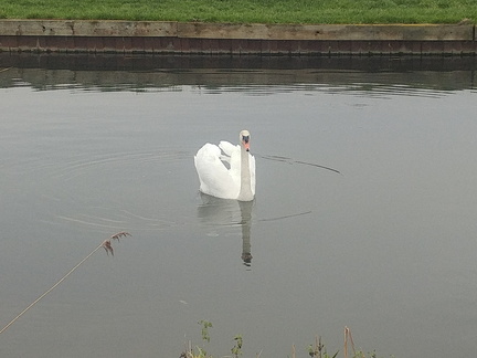 Swan