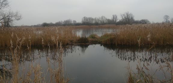 Wetlands