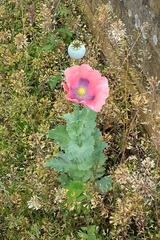 Poppies