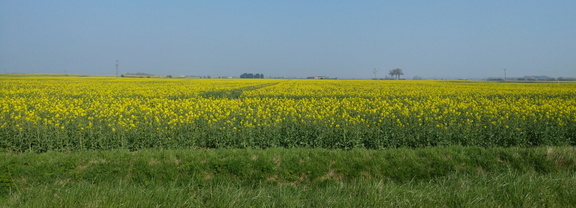 Rape seed