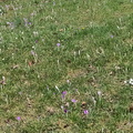 Purple flowers