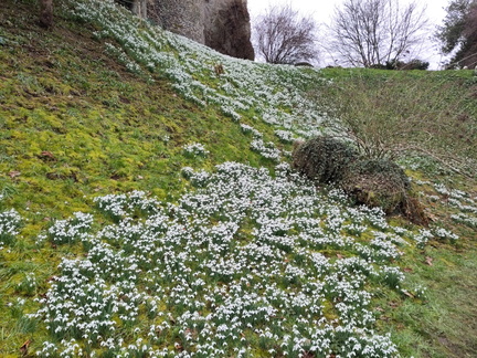 Snowdrops