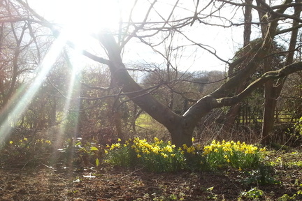 Daffodils