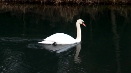 Swan