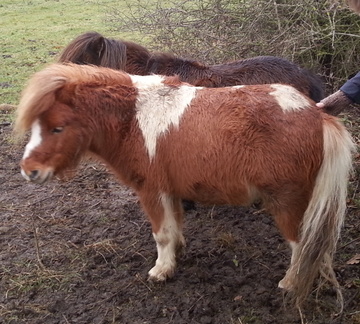 Ponies