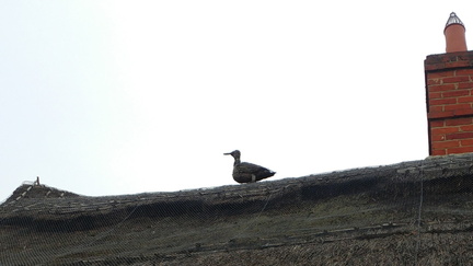Thatched bird