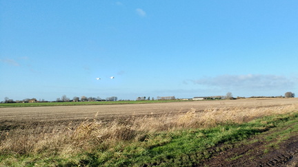 Geese