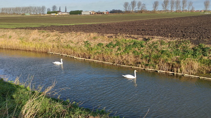 Swans