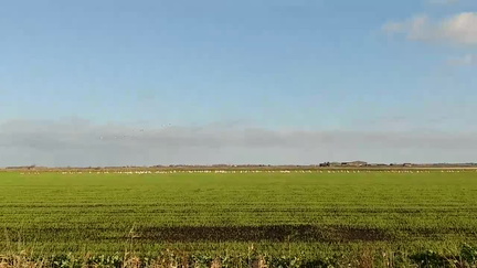 Geese