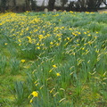 Daffodils