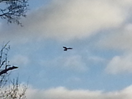 Bird of Prey