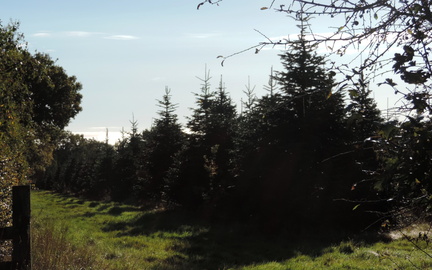 Christmas tree plantation