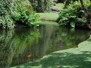 Fish and ducks