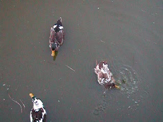 Ducks