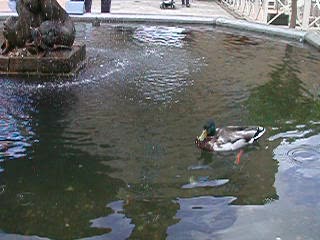 Duck