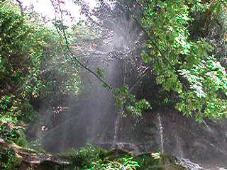 Squirting tree
