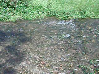 Rapids