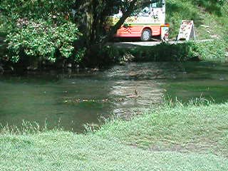 Ducklings