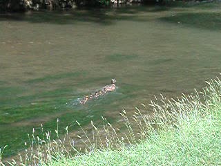 Ducks on the stream