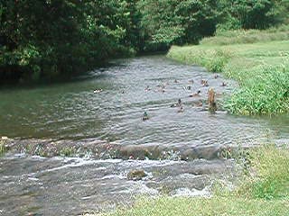 Ducks by the weir