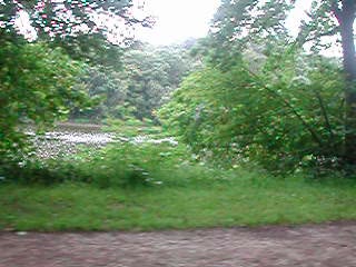 Through the trees