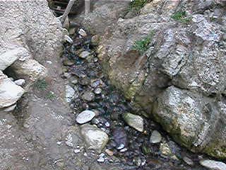 Stream