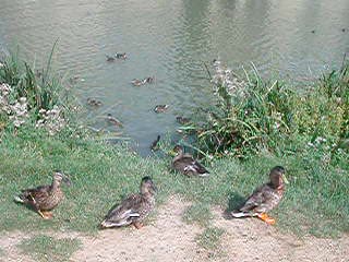 Ducks