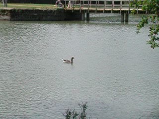 Goose and ducks