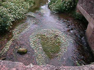 Stream
